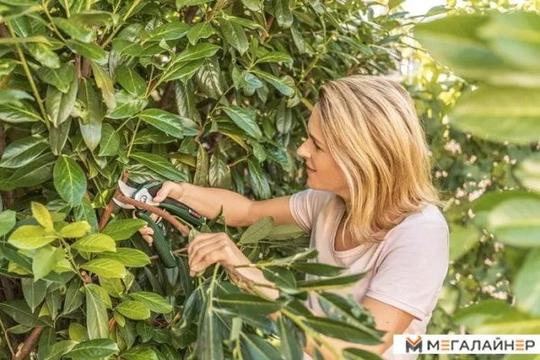 Секатор Bosch EasyPrune купить в Минске с доставкой